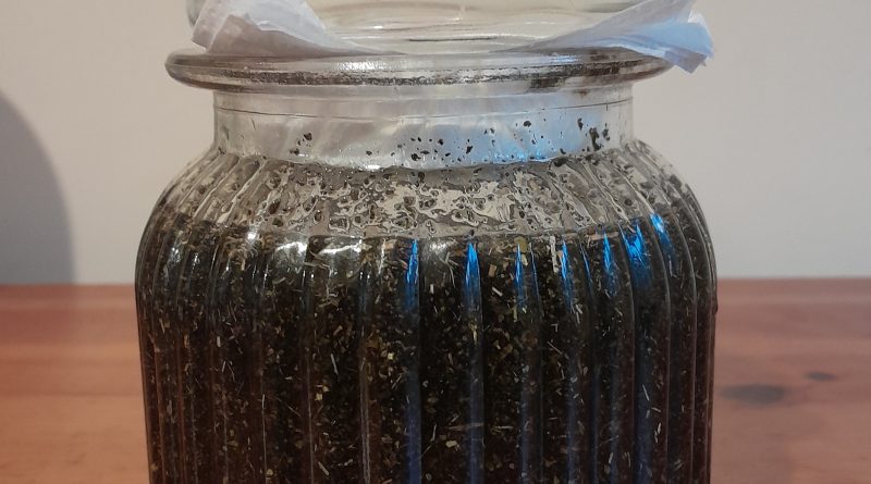 Comfrey herb infusing in Avocado oil